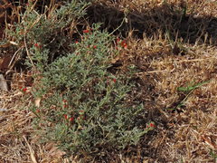 Sphaeralcea coccinea