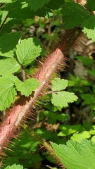 Rubus phoenicolasius