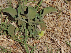 Physalis cinerascens
