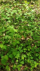 Rubus phoenicolasius