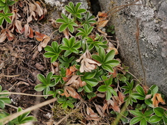 Alchemilla saxatilis