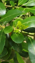 Ilex crenata