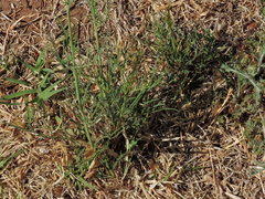 Thelesperma megapotamicum