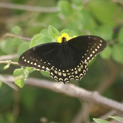 Papilio menatius