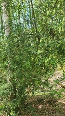 Ilex crenata