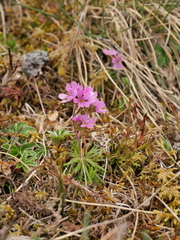 Androsace halleri