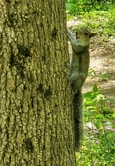 Sciurus carolinensis