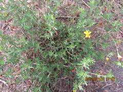 Dyssodia tagetiflora