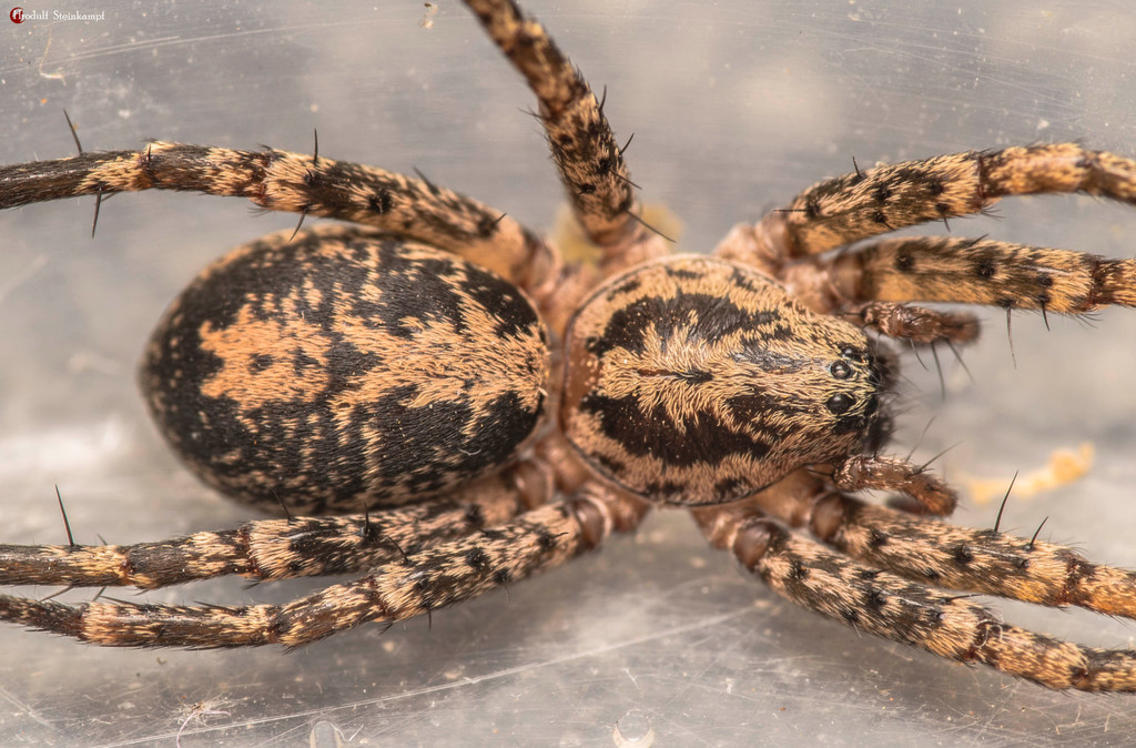 Copuetta from Spitskop Small Holdings, Bloemfontein, 9301, South Africa