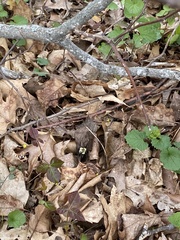 Bombus impatiens