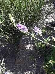 Lupinus altimontanus