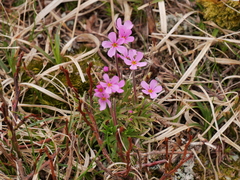 Androsace halleri
