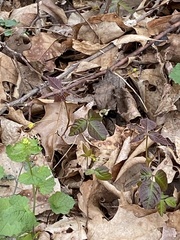 Bombus impatiens