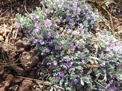 Astragalus tridactylicus