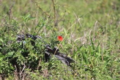 Pterodiscus cinnabarinus