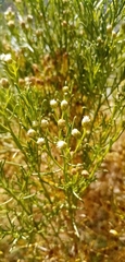 Baccharis boliviensis