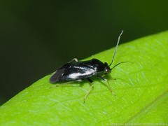 Slaterocoris