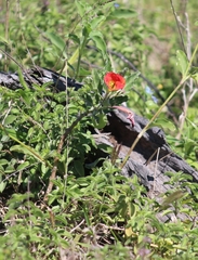 Pterodiscus cinnabarinus