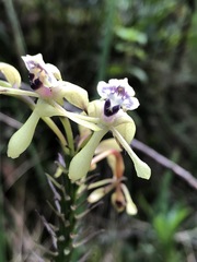 Epidendrum scytocladium