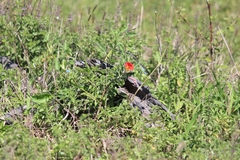 Pterodiscus cinnabarinus