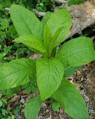 Phytolacca americana