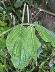 Piper pseudofuligineum