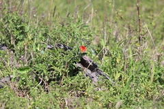 Pterodiscus cinnabarinus