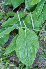 Piper pseudofuligineum