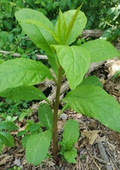 Phytolacca americana