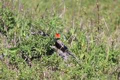 Pterodiscus cinnabarinus