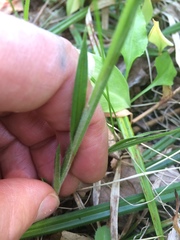 Carex castanea