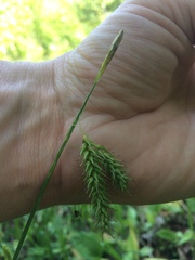 Carex castanea