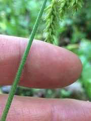 Carex castanea