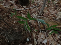 Polygonatum pubescens