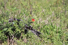 Pterodiscus cinnabarinus