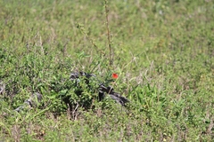 Pterodiscus cinnabarinus