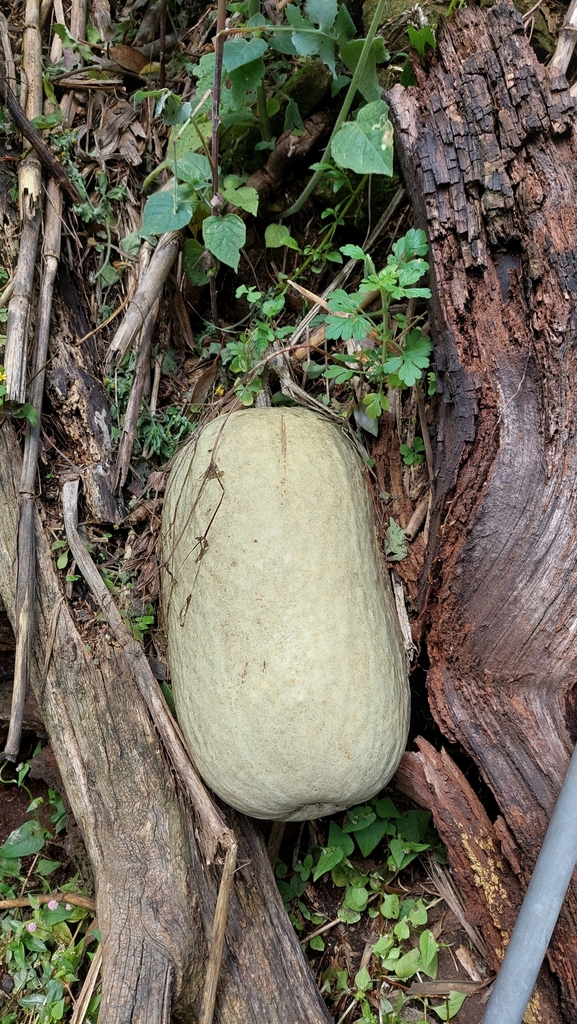 Cucurbita ficifolia, Localidad de Chapinero, Bogotá, Colombia
