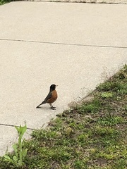 Turdus migratorius