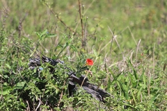 Pterodiscus cinnabarinus