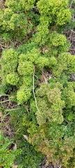 Galium catalinense acrispum