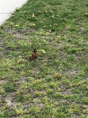 Turdus migratorius