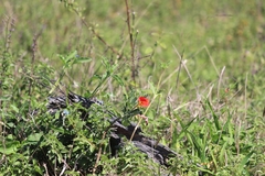 Pterodiscus cinnabarinus
