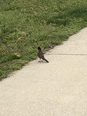 Turdus migratorius
