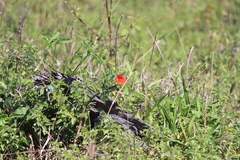 Pterodiscus cinnabarinus