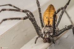 Euprosthenops australis