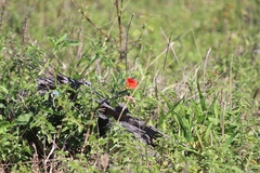 Pterodiscus cinnabarinus