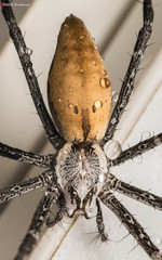 Euprosthenops australis