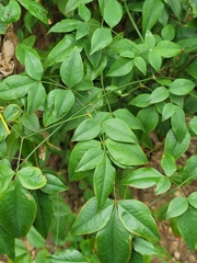 Nandina domestica