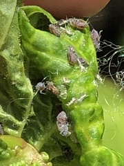 Aphis viburniphila