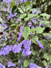 Plectranthus saccatus